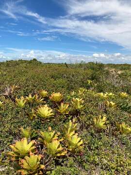 Image of Neoregelia cruenta (Graham) L. B. Sm.