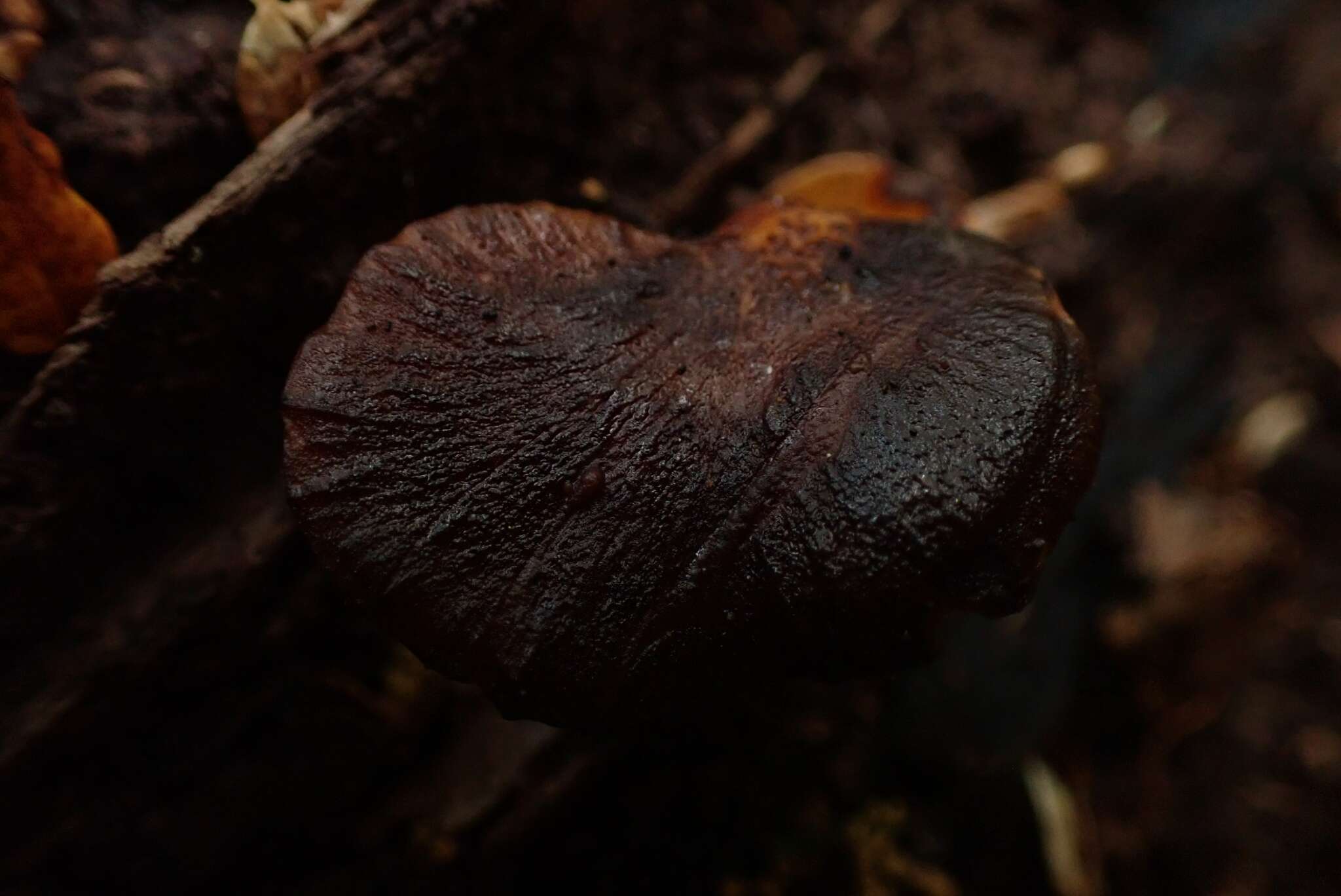 Image de Polyporus hypomelanus Berk. ex Cooke 1886