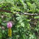 Image of Dichrostachys cinerea subsp. nyassana (Taub.) Brenan