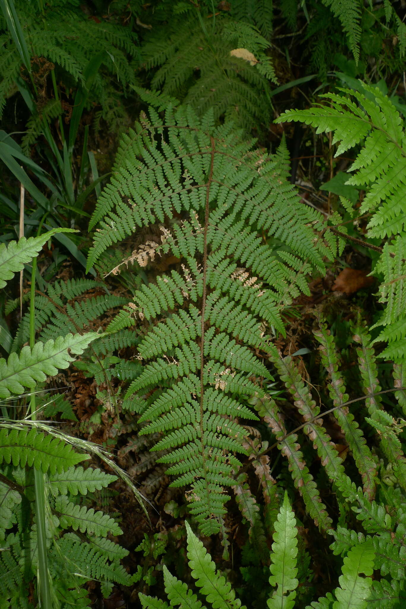 Image of Hypolepis rugosula subsp. rufobarbata (Colenso) Schwartsb.