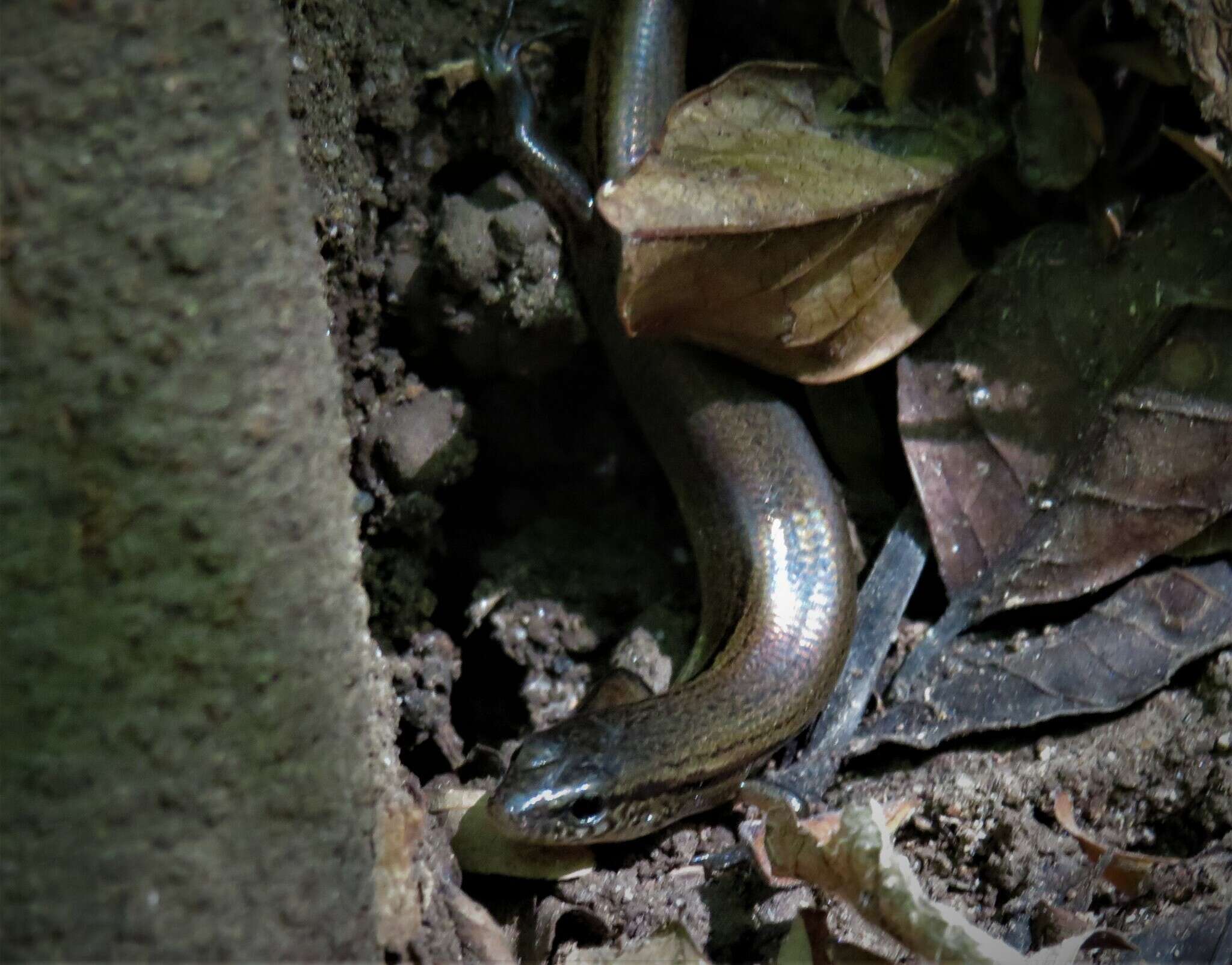 Image of Red Forest Skink