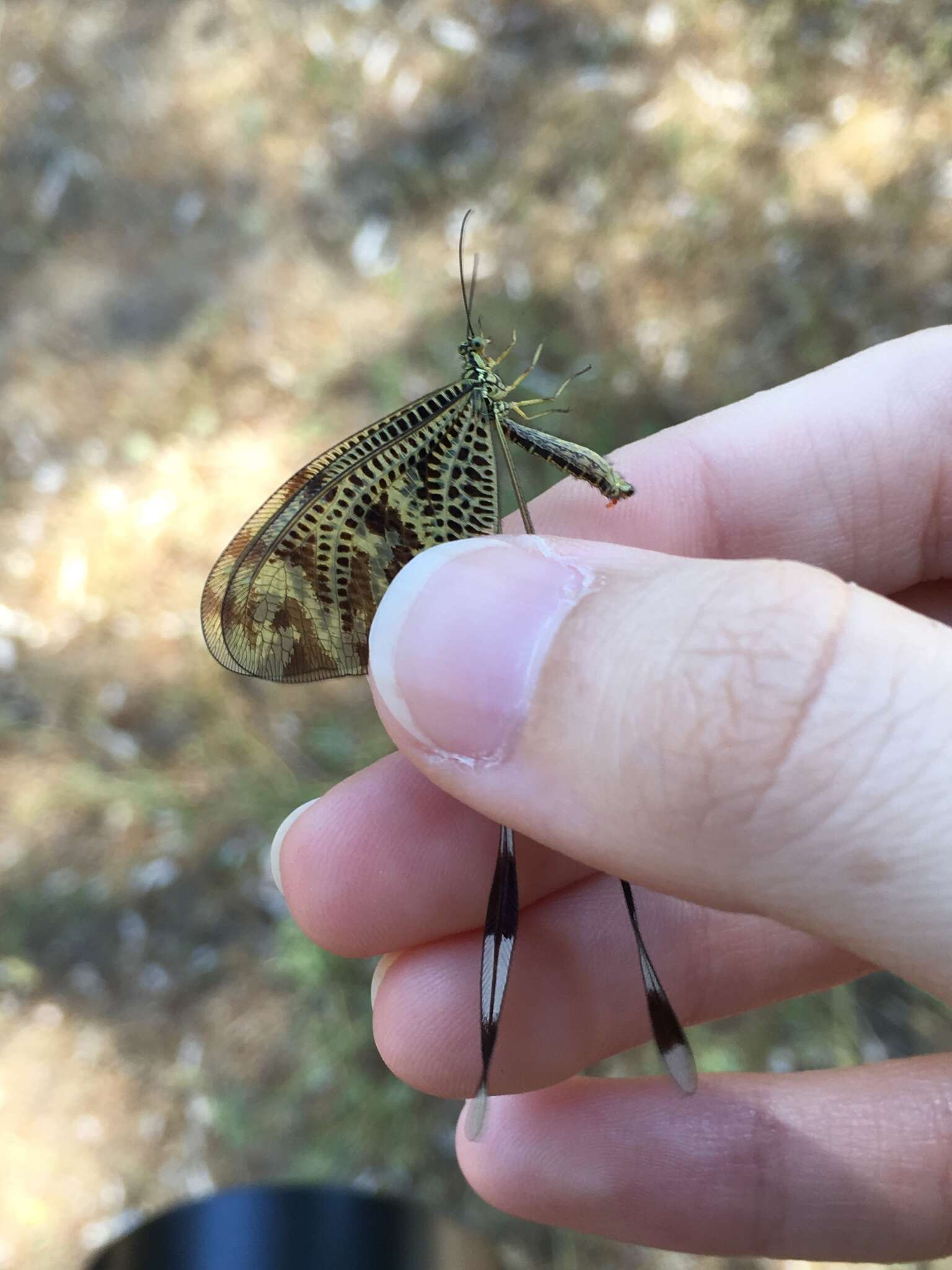 Image of Greek Spoonwing