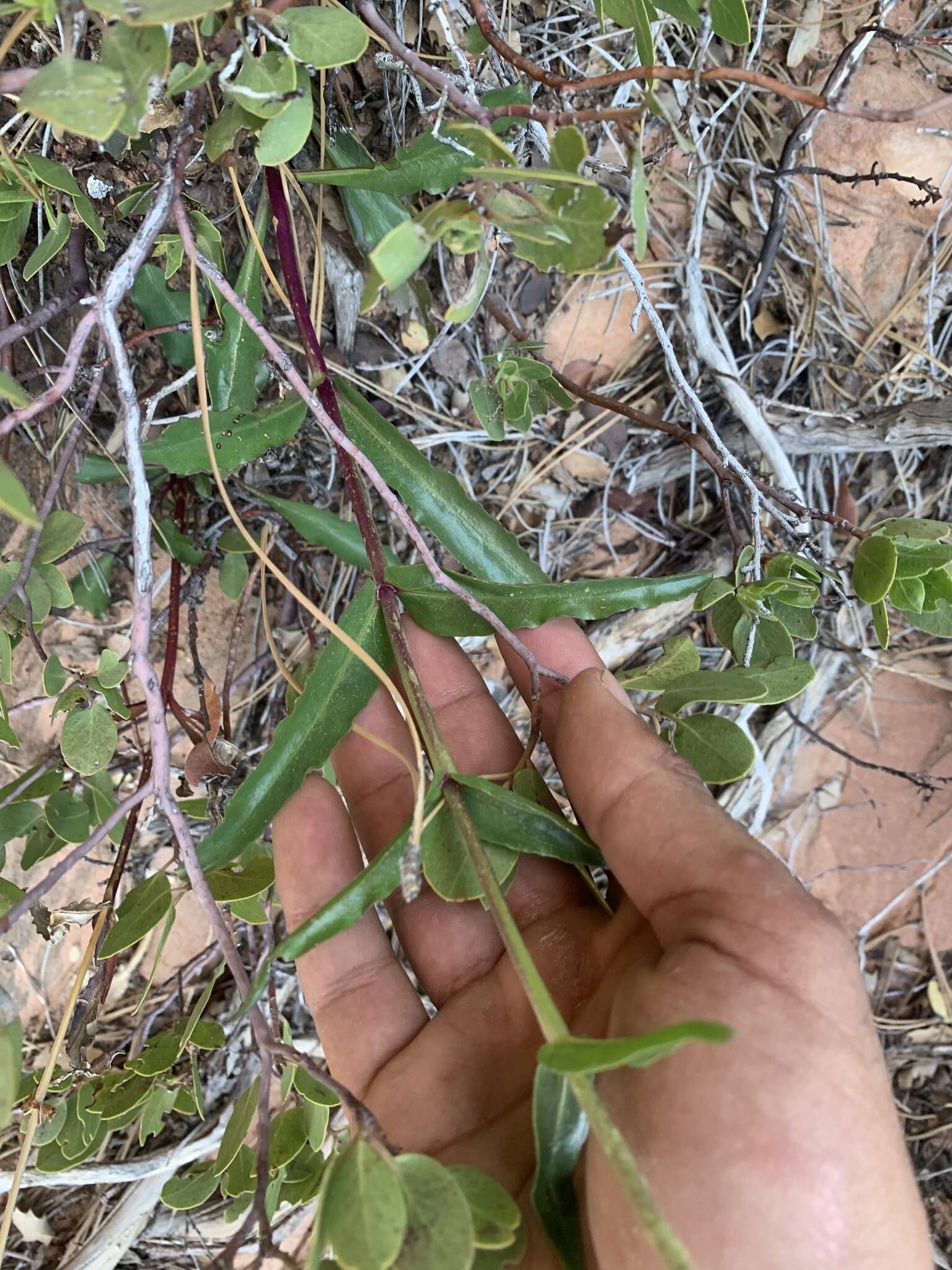 Image of southwestern beardtongue