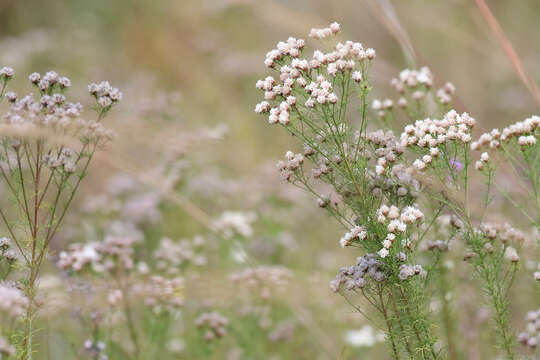 Dalea pinnata var. pinnata resmi