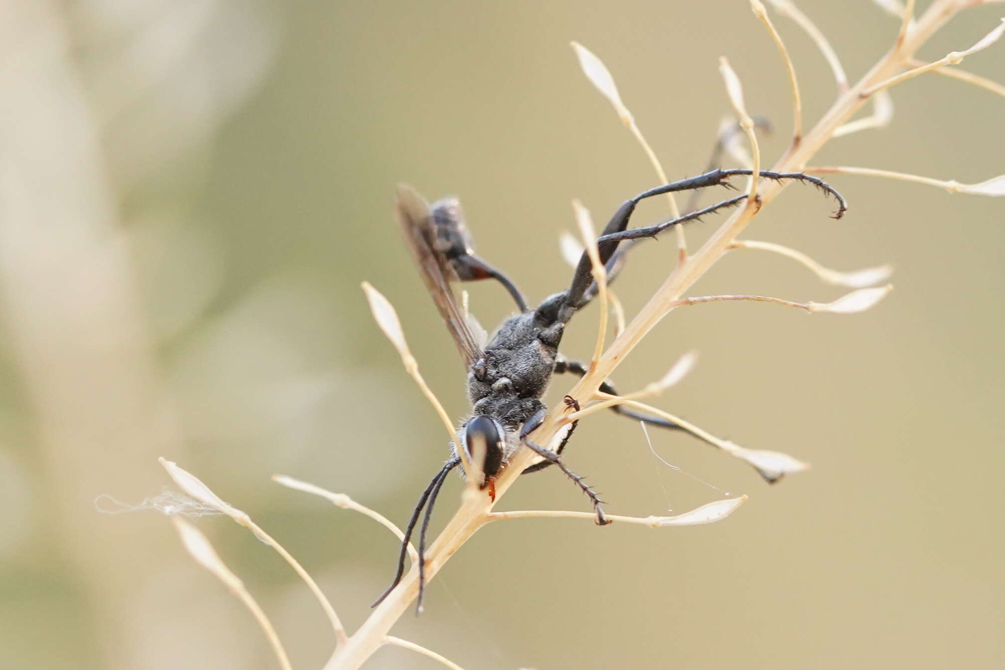 Image of Prionyx globosus (F. Smith 1856)