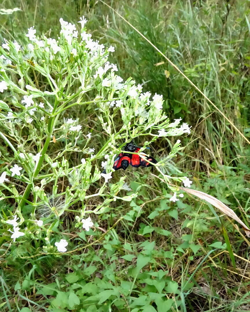 Imagem de Zygaena ephialtes Linnaeus 1767