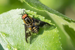 Image of Chrysops divaricatus Loew 1858