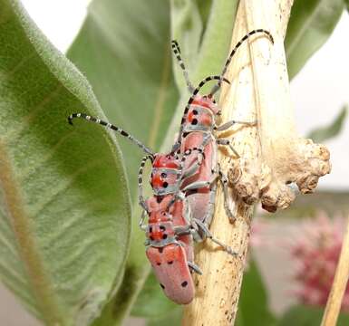 Image of Tetraopes annulatus Le Conte 1847