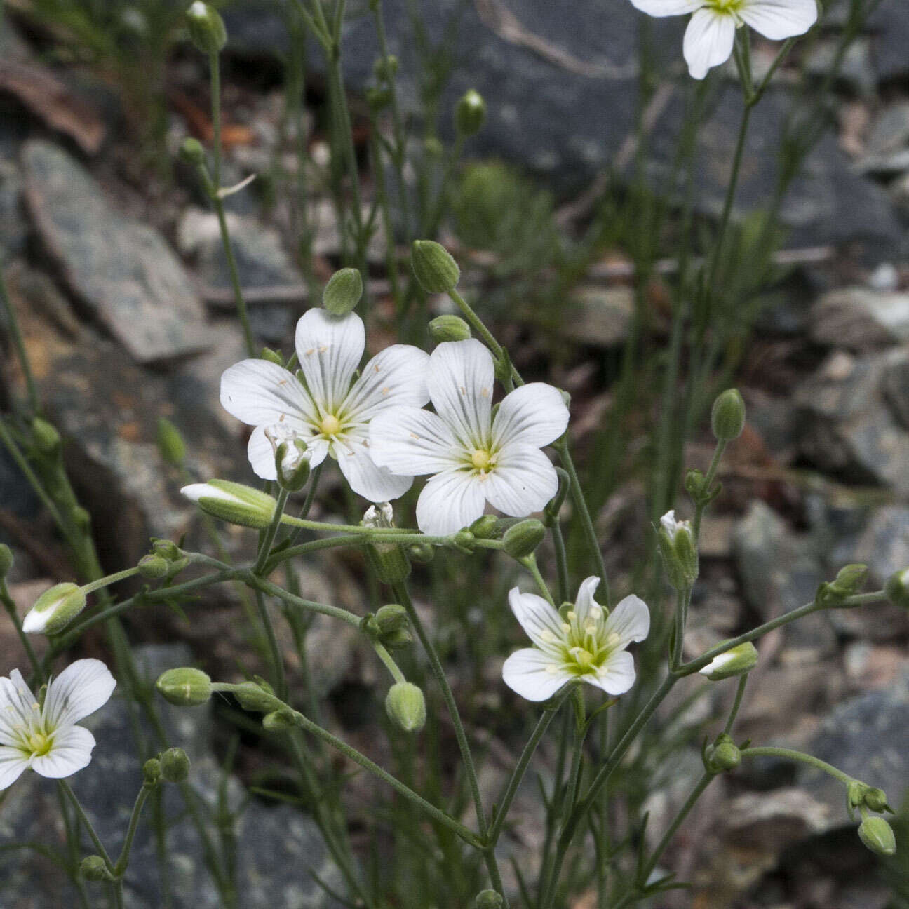 Plancia ëd Cherleria laricifolia (L.) Iamonico