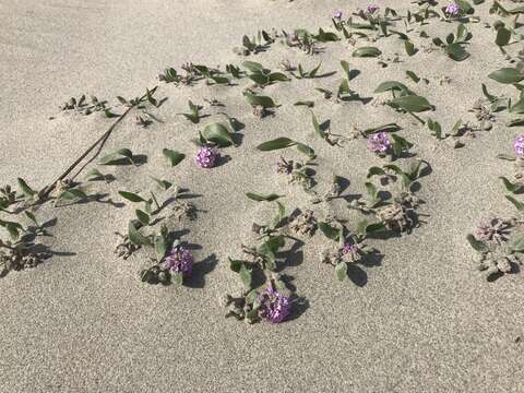 Image of pink sand verbena