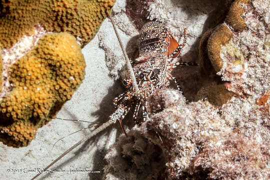 Image of Guinea Chick Lobster