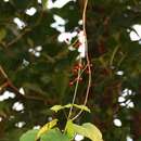 Image of Tinospora sinensis (Lour.) Merr.