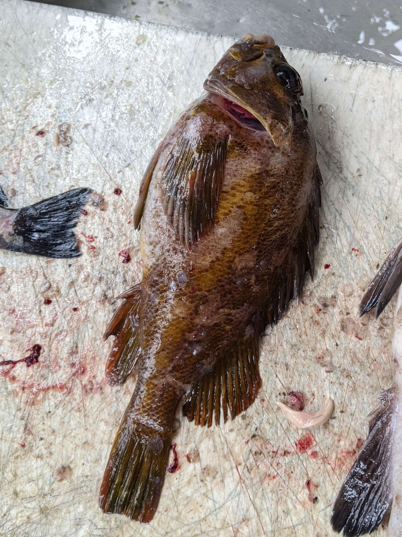 Image of Gopher rockfish