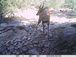 Image of Bushbuck