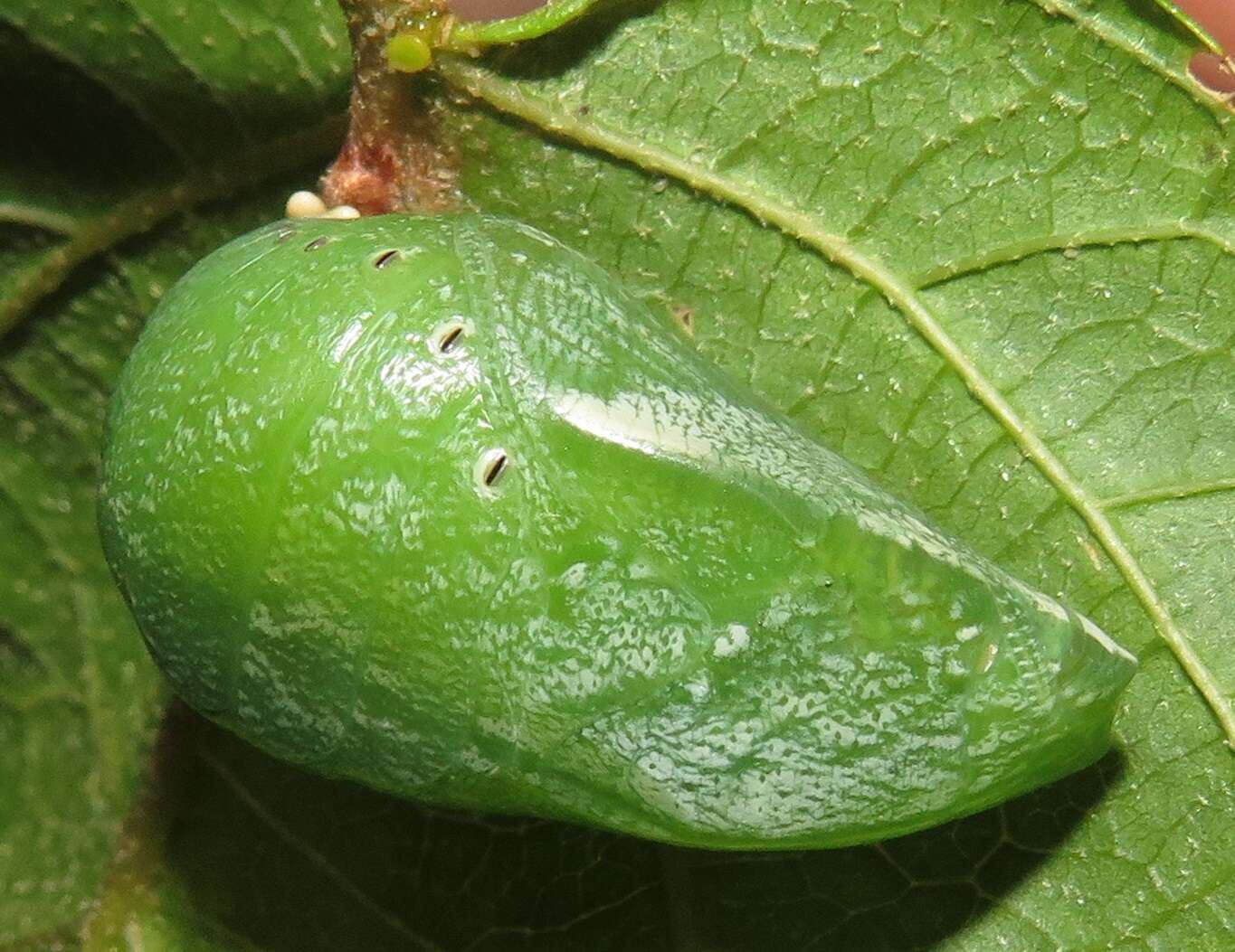 Image of Green-veined Charaxes