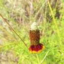 Image of naked Mexicanhat