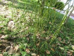 Image of Rhipsalis baccifera subsp. baccifera