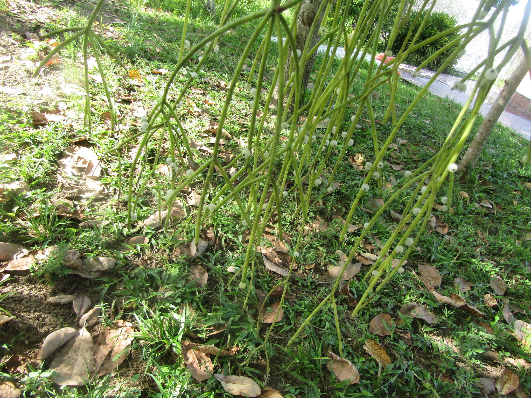 Image of Rhipsalis baccifera subsp. baccifera