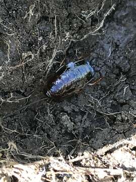 Image of American Wood Cockroach