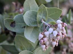 Image of Gabilan Mountains manzanita