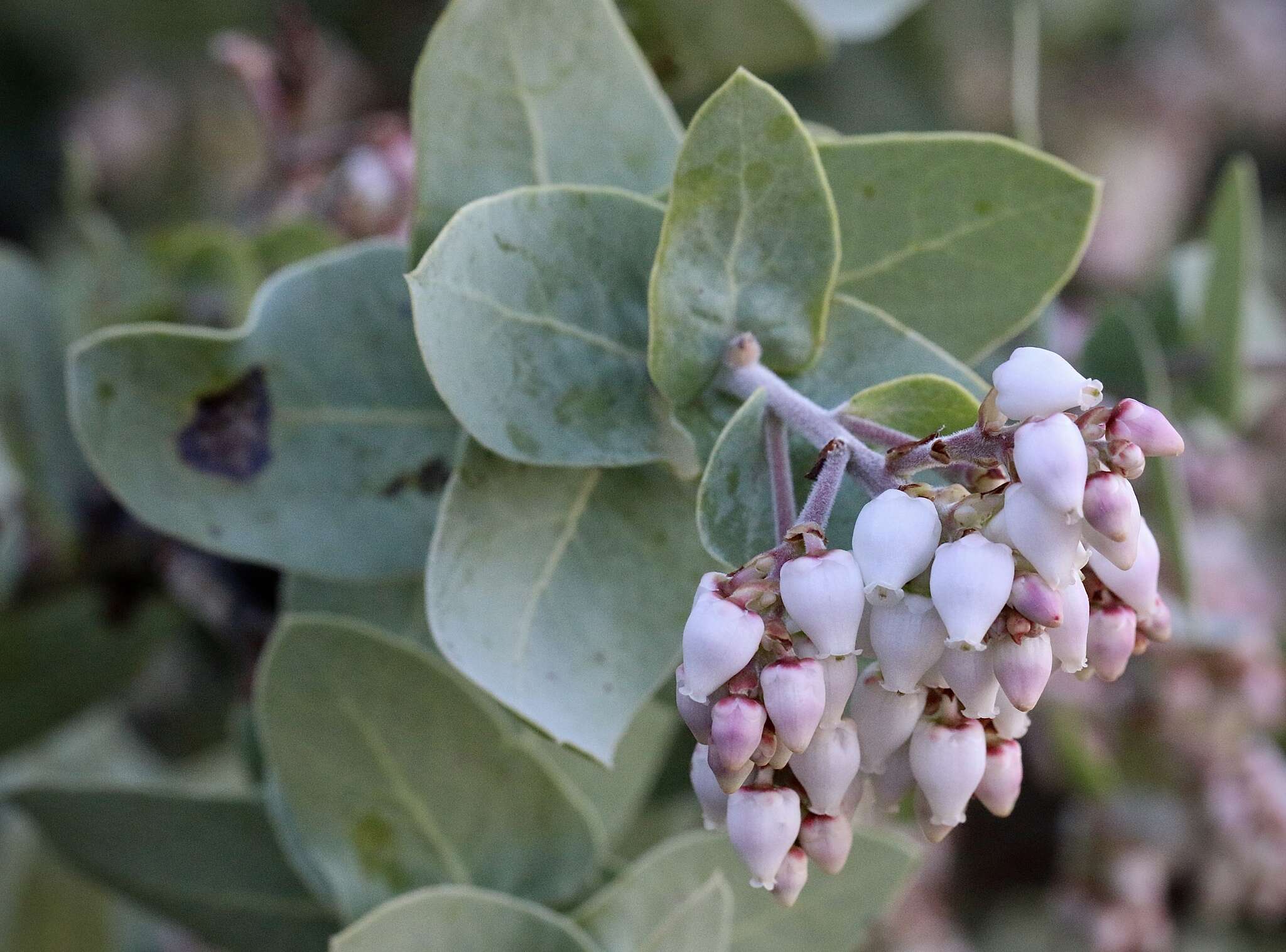 Image of Gabilan Mountains manzanita