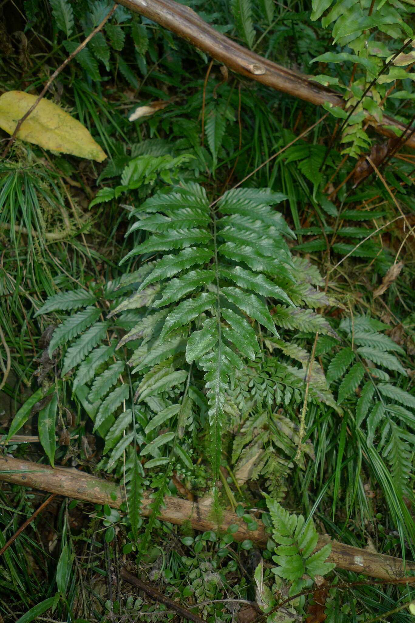 Bolbitis lonchophora (Kunze) C. Chr. resmi