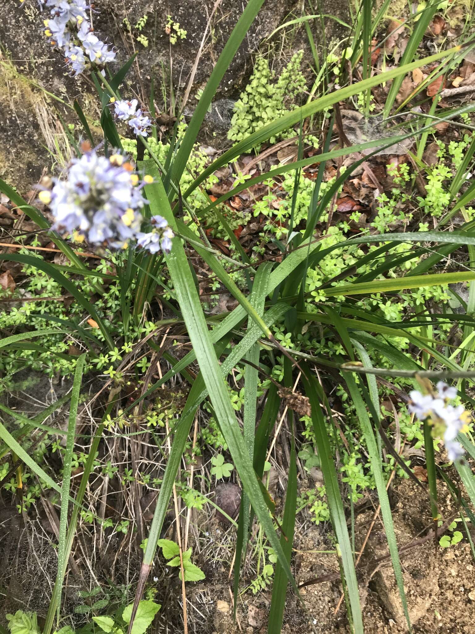 Image of Libertia sessiliflora (Poepp.) Skottsb.