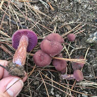 Image of Western Amethyst Deceiver