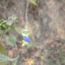 Salvia langlassei Fernald resmi