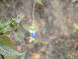 Salvia langlassei Fernald resmi