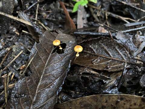 Image of Conocybe filaris (Fr.) Kühner 1935