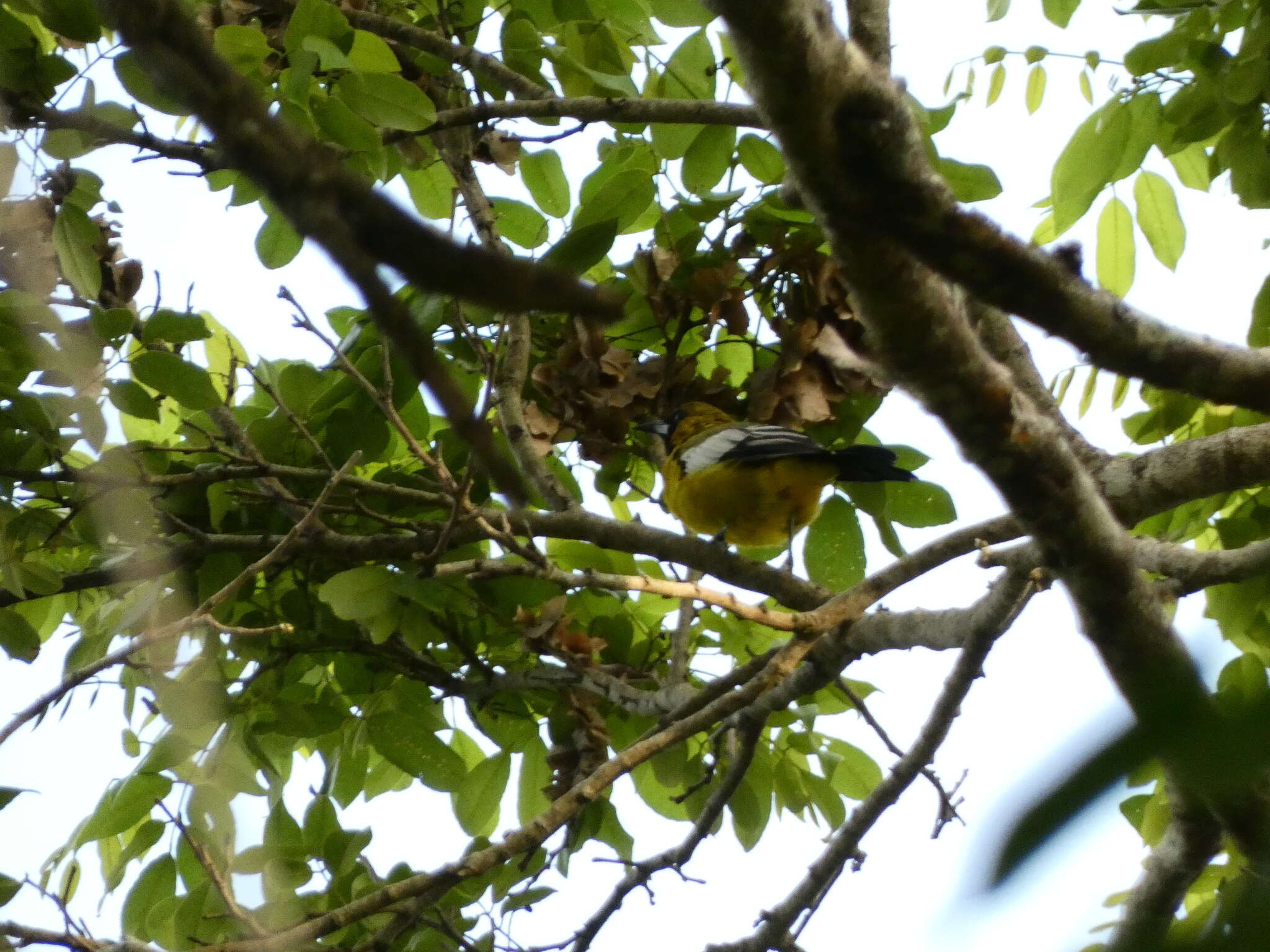 Imagem de Icterus leucopteryx (Wagler 1827)