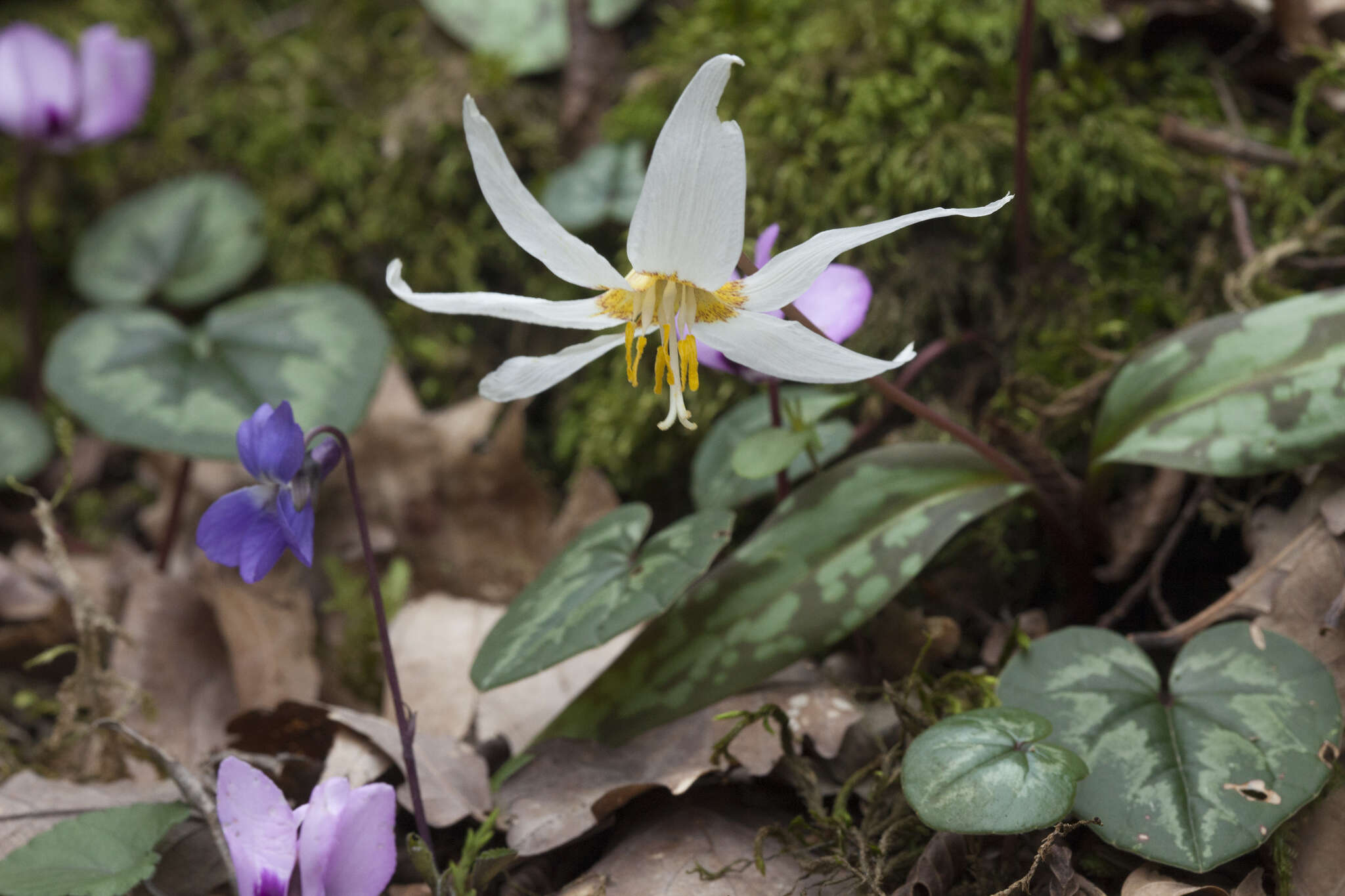 Image of Cyclamen coum Miller