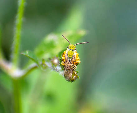 Image of Concave-nosed Striped-Sweat bee