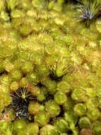 Imagem de Rosulabryum campylothecium Spence 1996