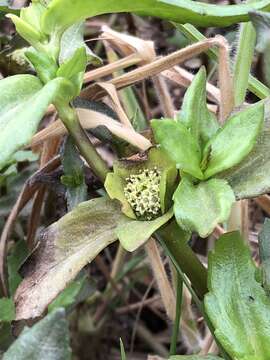 Image of Enydra sessilifolia (Ruiz & Pav.) Cabrera