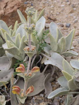 Image of Phlomis crinita Cav.