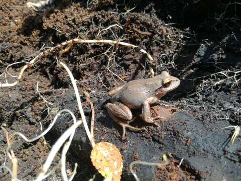 Image of Banded Wood Frog