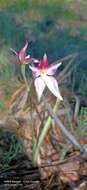 Image of Caladenia spectabilis Hopper & A. P. Br.