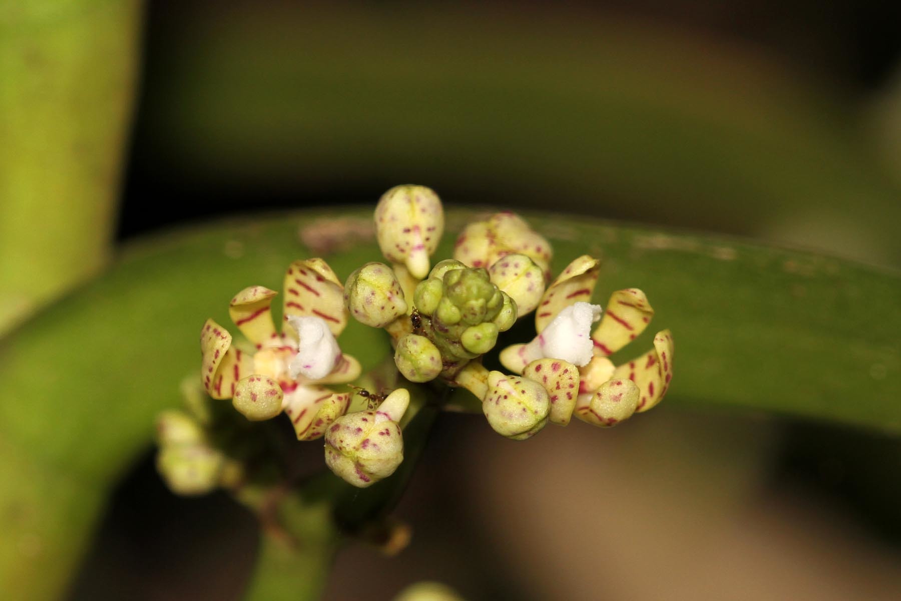 Image of <i>Acampe pachyglossa</i> Rchb. fil.