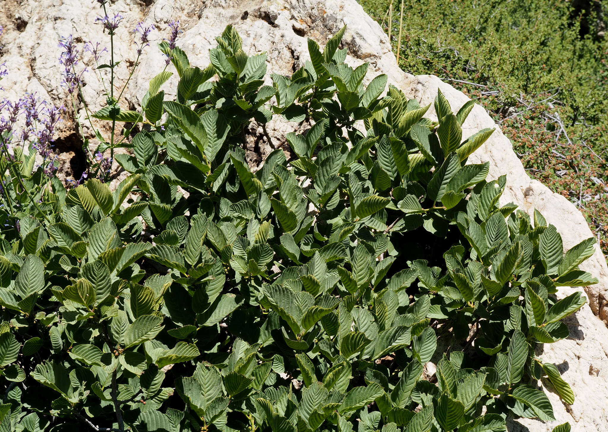 Image of Atadinus libanoticus (Boiss.) Hauenschild