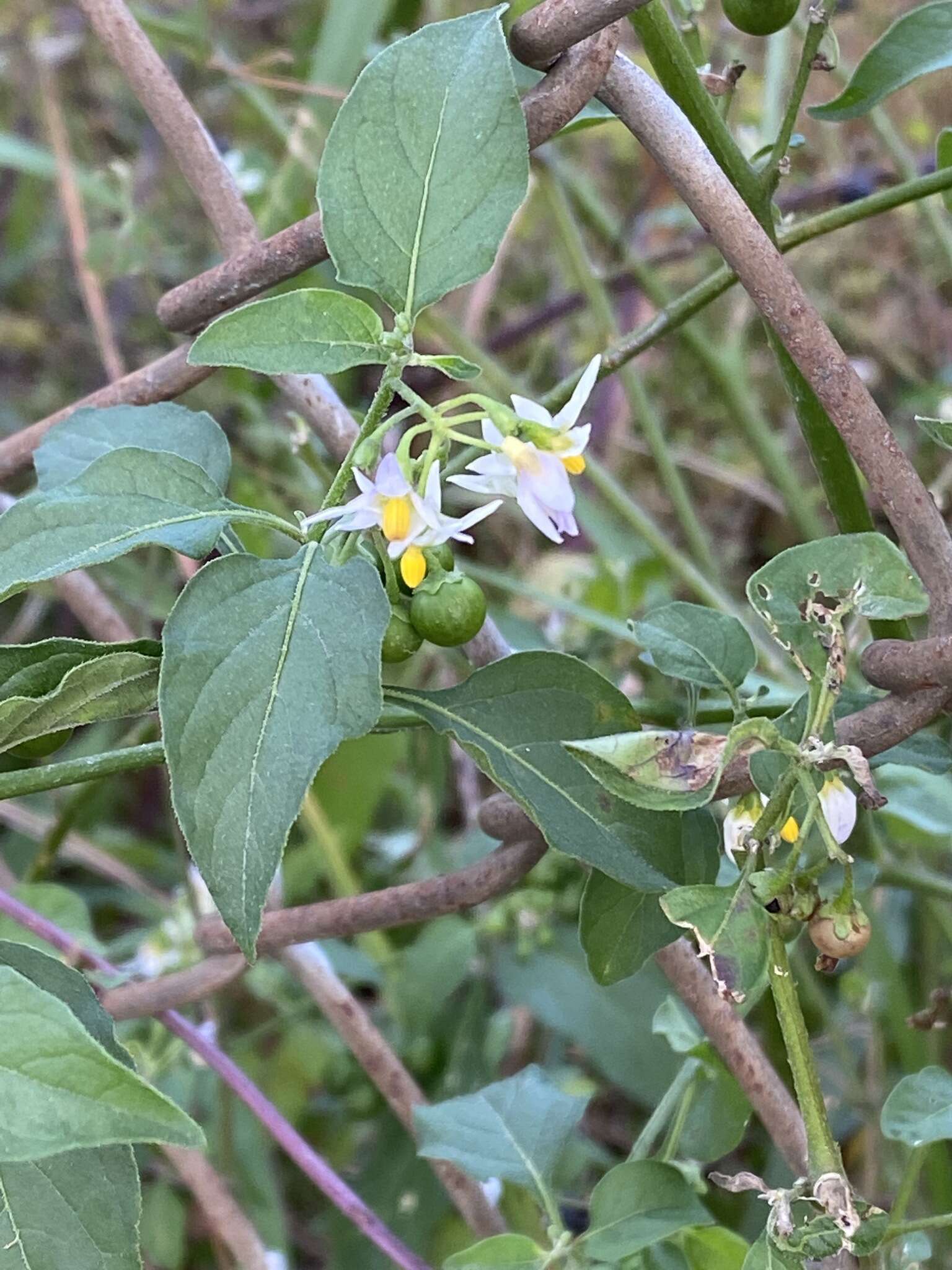 Image of Glowing Nightshade