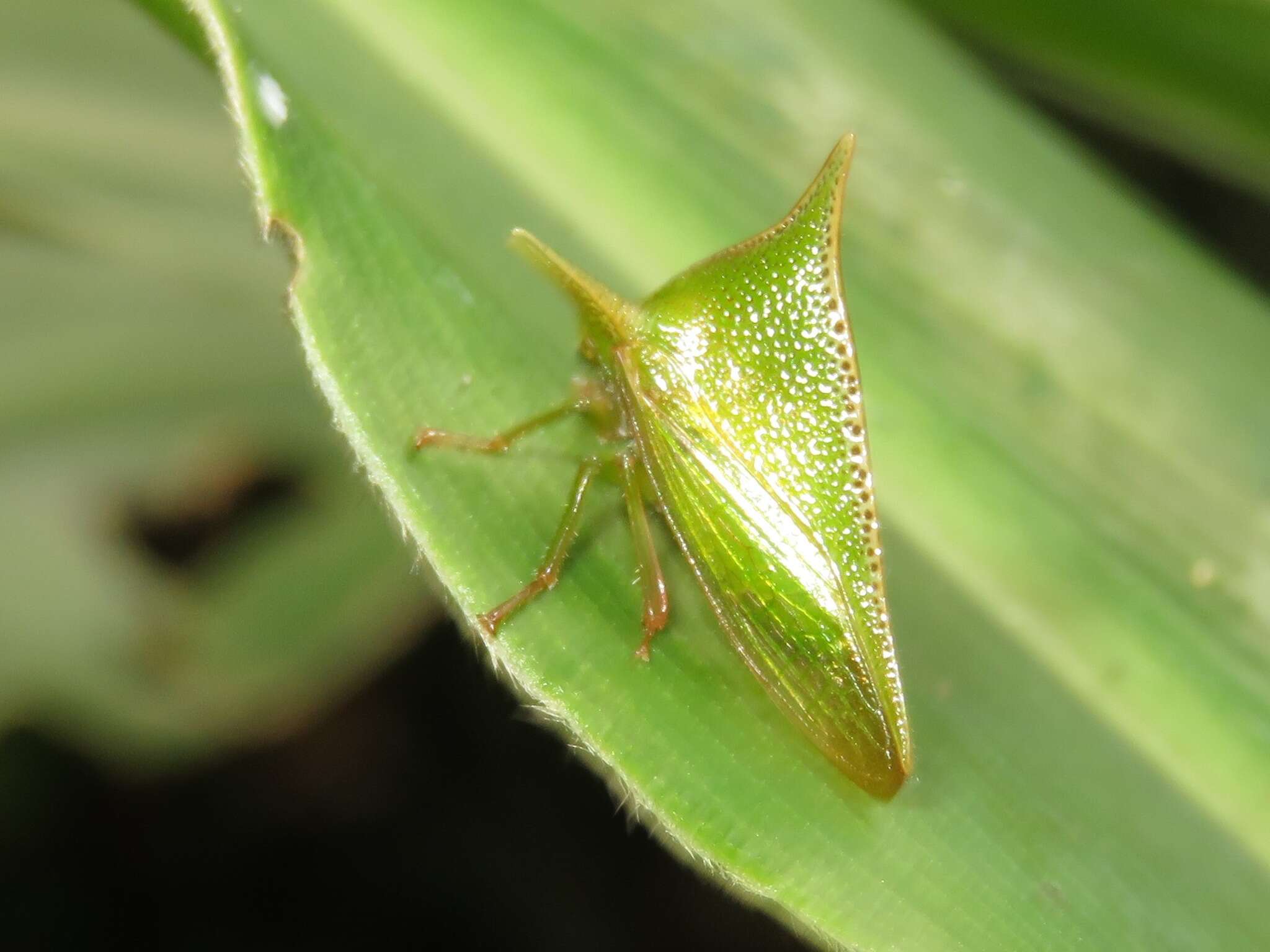 Image of Alchisme grossa Fairmaire