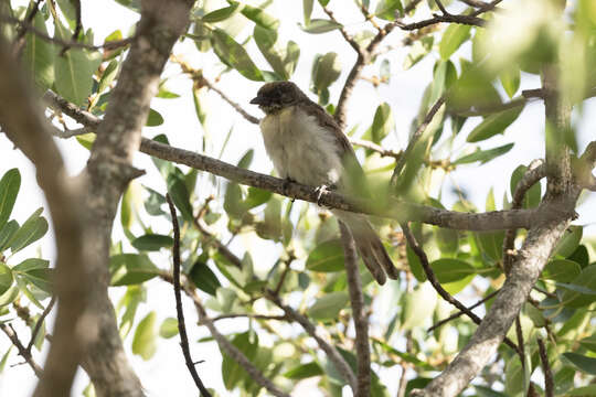 Image of Greater Honeyguide