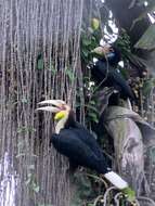 Image of Wreathed Hornbill