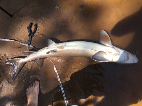 Image of Lake Sturgeon