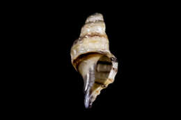 Image of Paciocinebrina atropurpurea (Carpenter 1865)