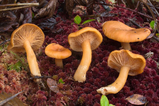 Слика од Lactarius alpinus Peck 1875