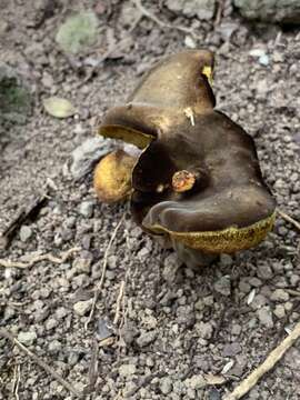 Image of Phlebopus beniensis (Singer & Digilio) Heinem. & Rammeloo 1982