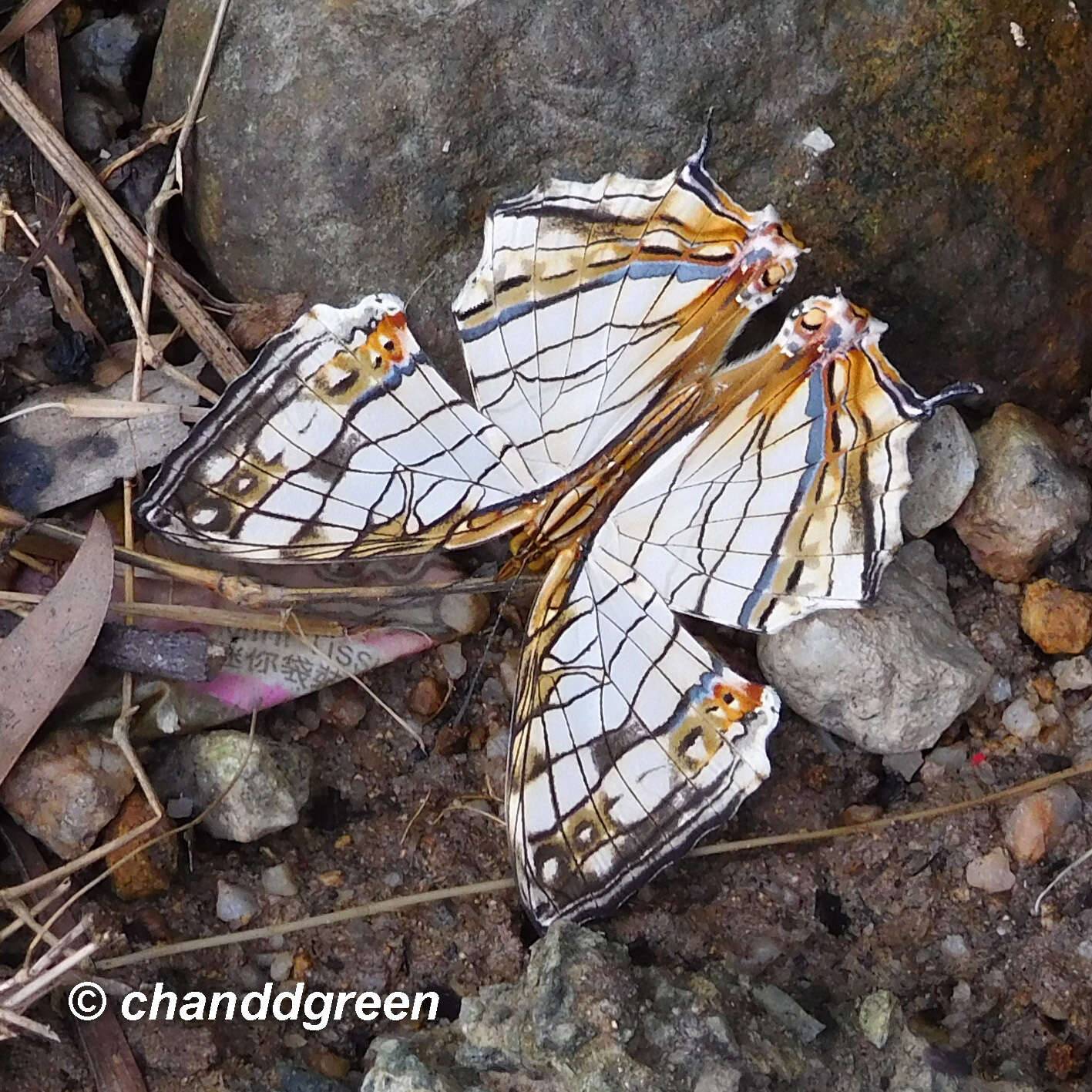 Cyrestis thyodamas chinensis Martin 1903的圖片